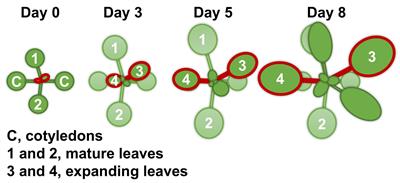 Short-Term Magnesium Deficiency Triggers Nutrient Retranslocation in Arabidopsis thaliana